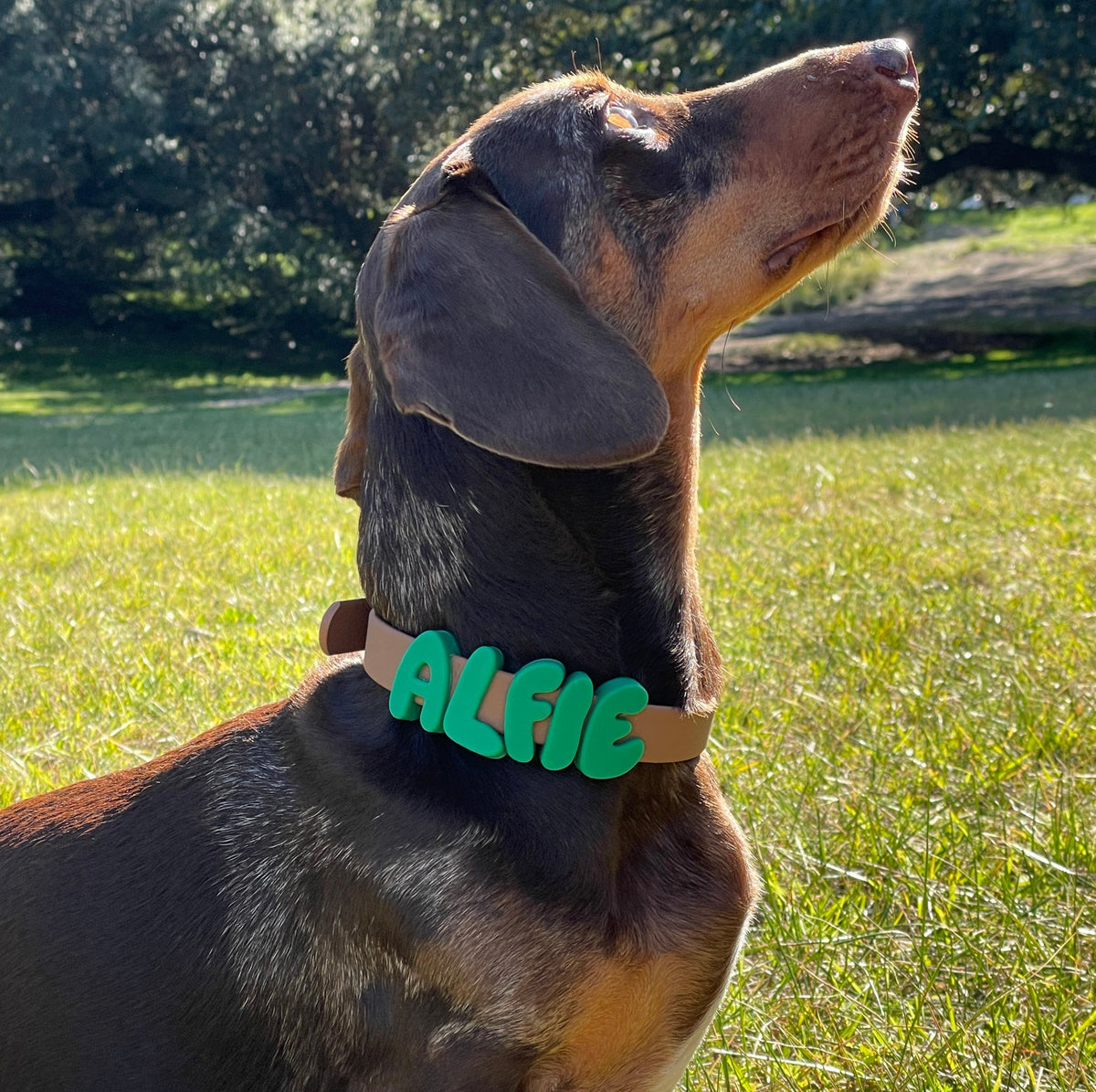 diy waterproof customised charm dog collar